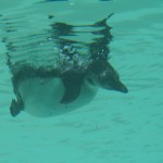 Swimming penguins are the BEST!